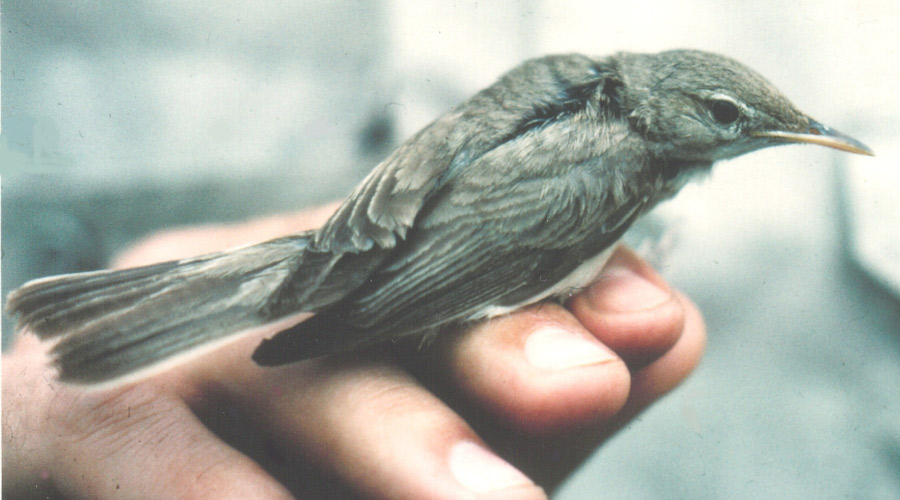 Olivaceous Warbler