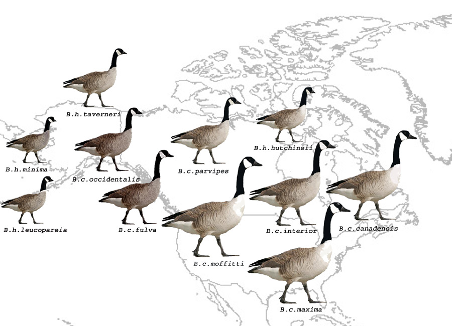 canada goose complex