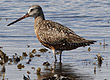 lesser sand plover