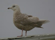 kumlien's gull