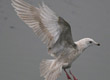 kumlien's gull