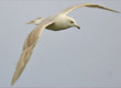 kumlien's gull