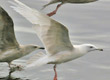 kumlien's gull