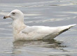 kumlien's gull