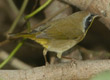 common yellowthroat